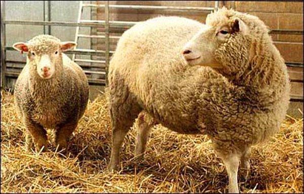2. 1997 yılında ilk kopyalama "Dolly" adlı koyun üzerinde gerçekleştirilmiştir.