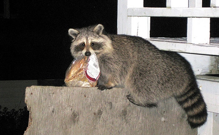 Başkalarının Yemeklerini Çalan 27 Terbiyesiz Hayvan