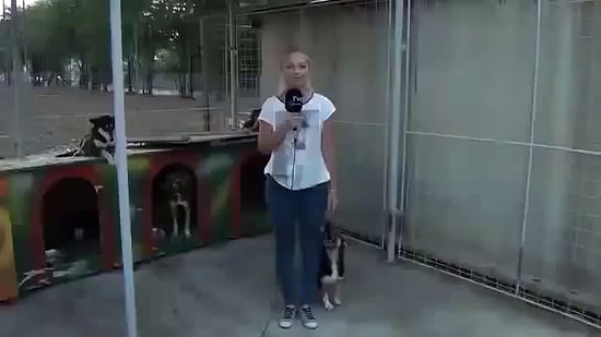 Canlı Yayında Sunucunun Ayağına İşeyen Köpek