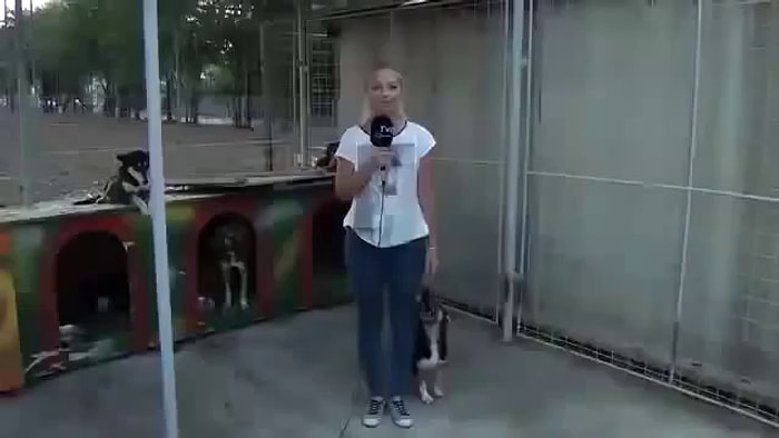 Canlı Yayında Sunucunun Ayağına İşeyen Köpek