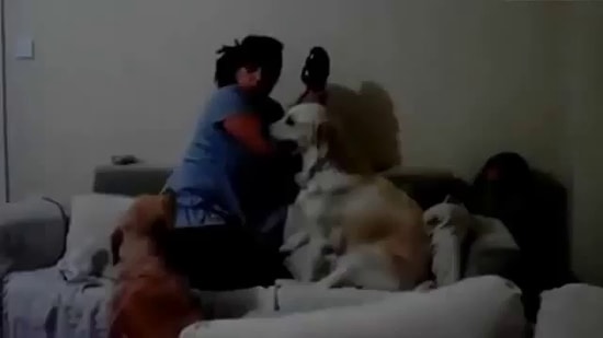 Çocuğu Annesinden Koruyan Köpekler!