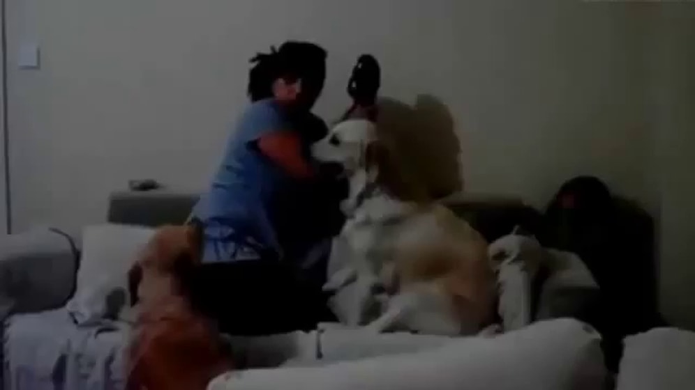 Çocuğu Annesinden Koruyan Köpekler!