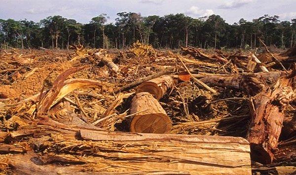 7. Yağmur ormanlarında 2,040 ağaç kesiliyor