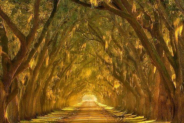 8. Meşe Ağacı Yolu, New Orleans, Louisiana