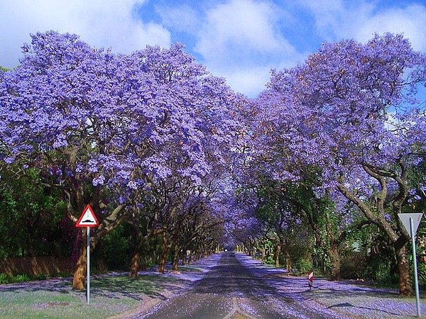 9. Jacarandalar, Güney Afrika