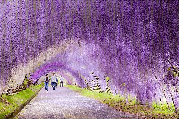 19. Morsalkım Çiçekleri, Ashikaga Flower Park, Japonya