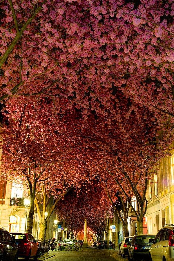 21. Cadde Üzerindeki Kiraz Çiçekleri, Bonn, Almanya