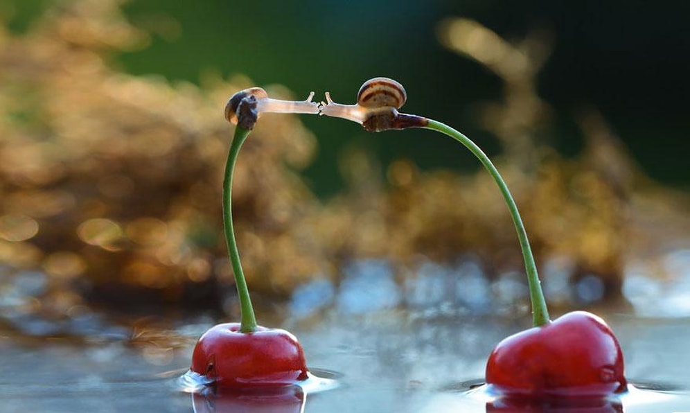 12 Harika Fotoğraf ile Salyangozların Minyatür Dünyasına Hoşgeldiniz!