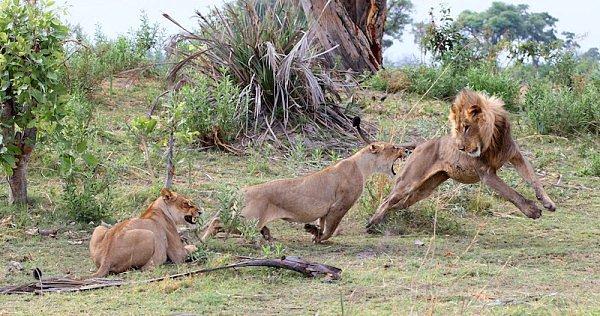 8. Genç bir erkek aslan yaklaştı ve yavruyu yemek istedi fakat dişiler çok sert bir şekilde karşılık verdiler.