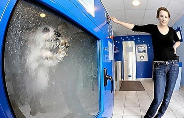 5. Köpek yıkama makinesi