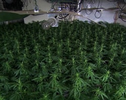 'Sık Marihuana Kullanımı Beyni Olumsuz Etkiliyor'
