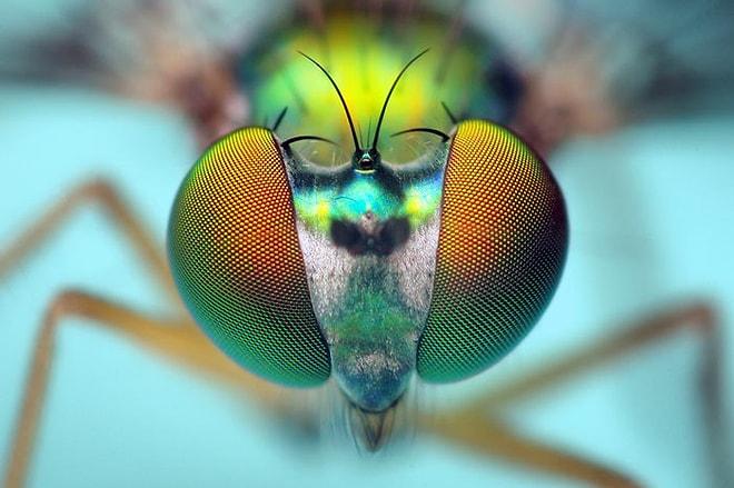 Sizi Hipnotize Edecek  Makro Yöntemiyle Çekilmiş 15 Böcek Fotoğrafı