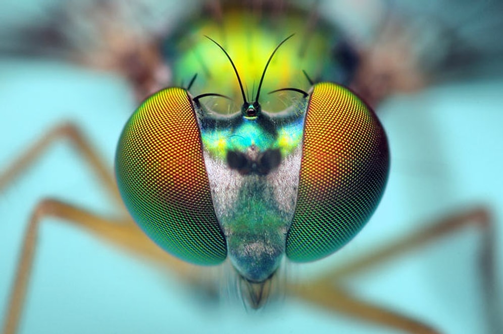 Sizi Hipnotize Edecek  Makro Yöntemiyle Çekilmiş 15 Böcek Fotoğrafı