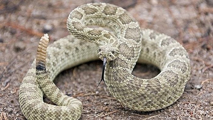 'Bilim İnsanların Son 40 Yılın En Büyük Keşfi'