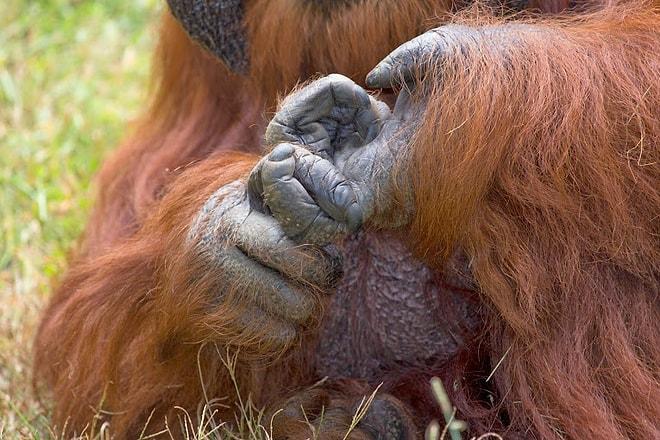 İşaret Dili Öğrenen Orangutan Chantek