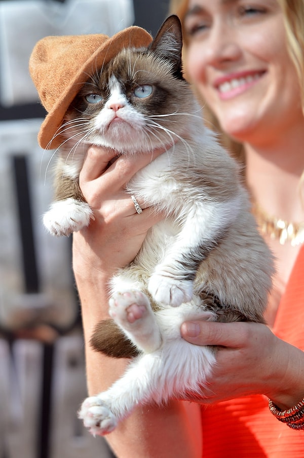 Grumpy Cat