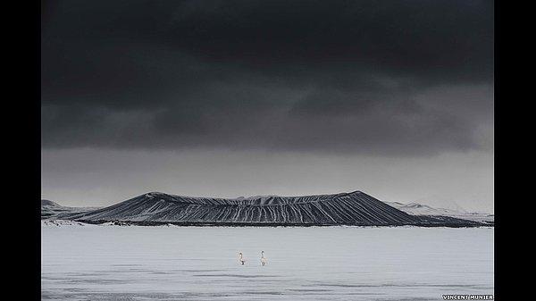 İzlanda'daki Myvatn Gölü'nde görülen bu ötücü kuğuların fotoğrafını Vincent Munier çekmiş. Fotoğrafların toplantıdığı 'Doğa Fotoğrafları Ustaları' adlı dergi Londra'daki Doğa Tarihi Müzesi tarafından yayıma hazırlandı.