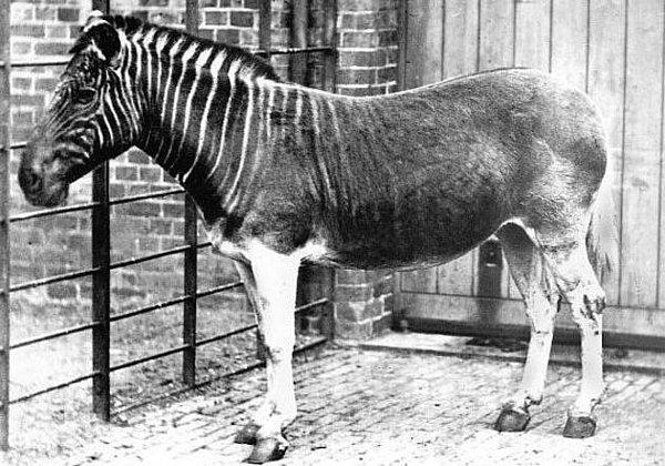 35. Soyu tükenmiş olan Güney Afrika zebrasının (Quagga) canlı çekilmiş tek fotoğrafı, 1870