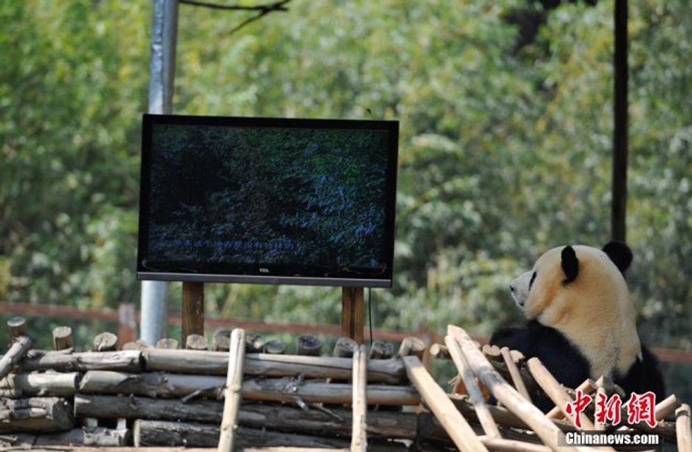 Depresyona Giren Pandaya LCD Televizyon Verdiler