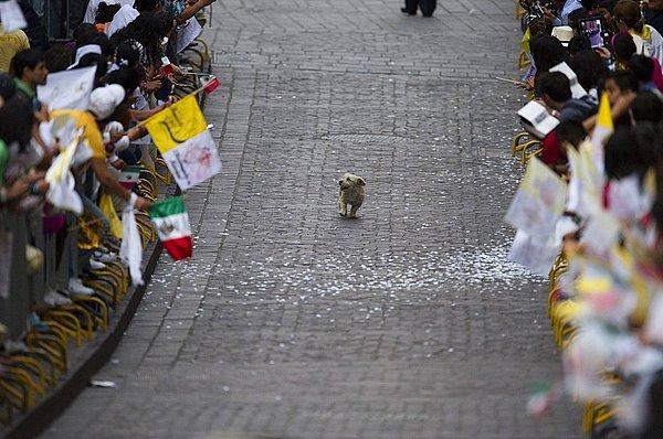 9. Papa'nın Meksika ziyaretindeki geçit töreninde Papa'yı takip eden sevimli köpek. (2011)