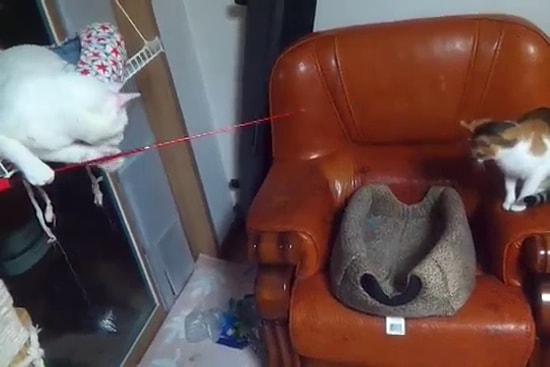 Arkadaşını Oltaya Getiren Kedi