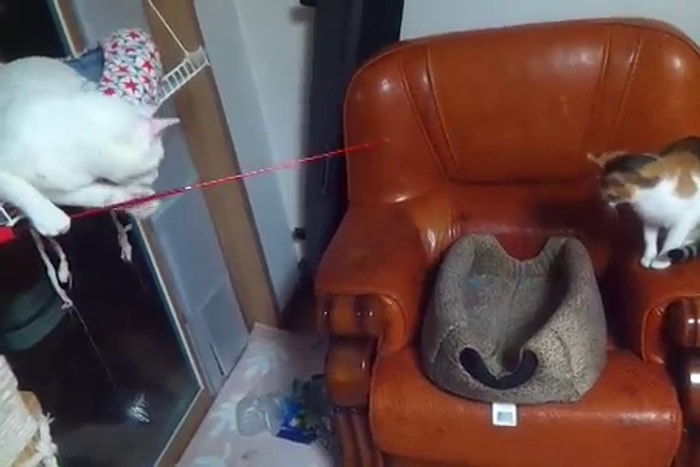 Arkadaşını Oltaya Getiren Kedi