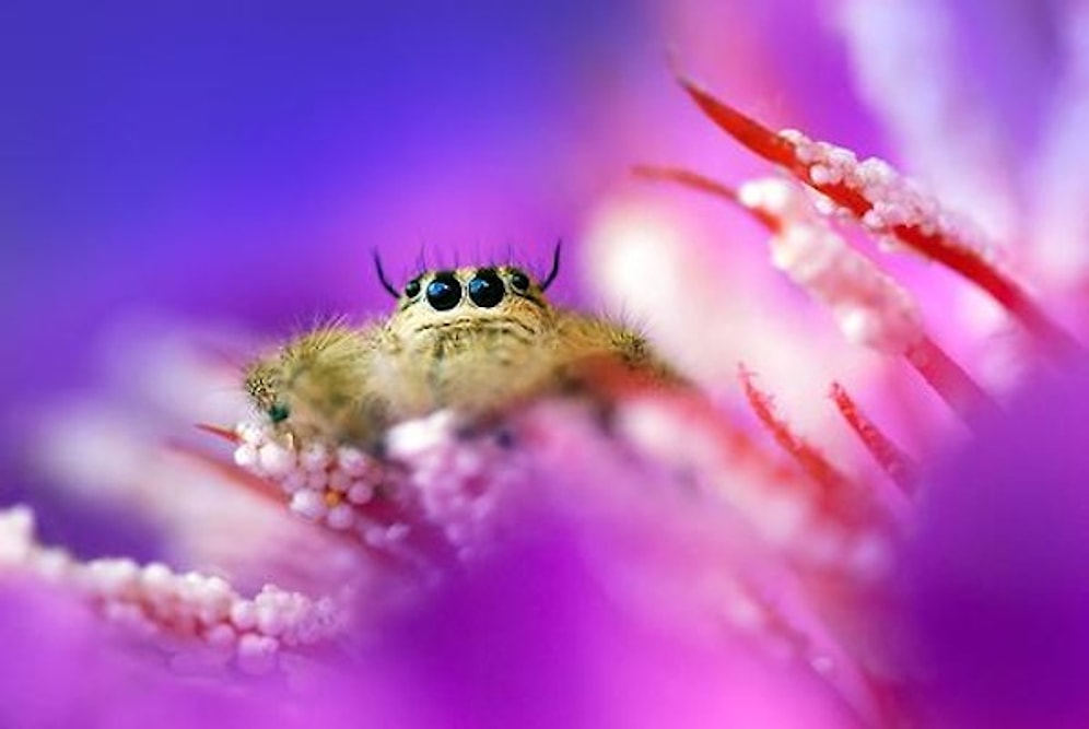 Böceklerin En Güzel 8 Macro Fotoğrafı