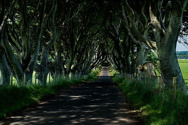 5. Ballymoney Karanlık Ağaçlık - Kuzey İrlanda