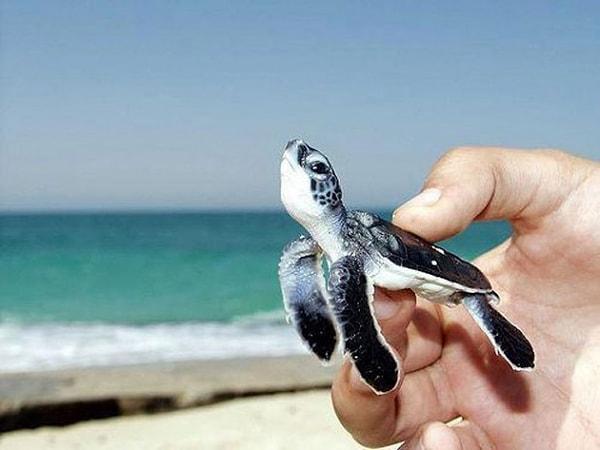8. yavru deniz kaplumbağası
