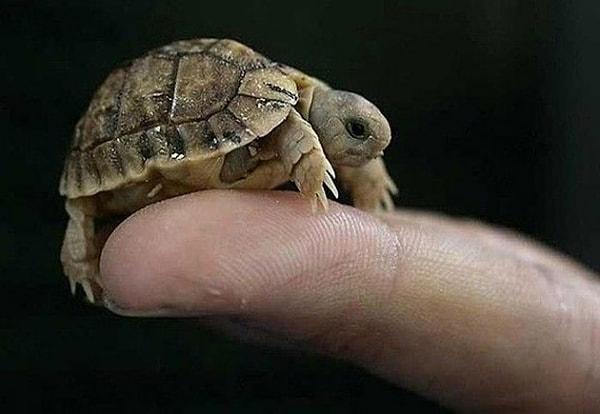13. Yavru kaplumbağa