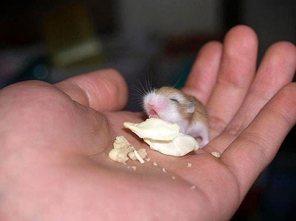 23. Minik hamster