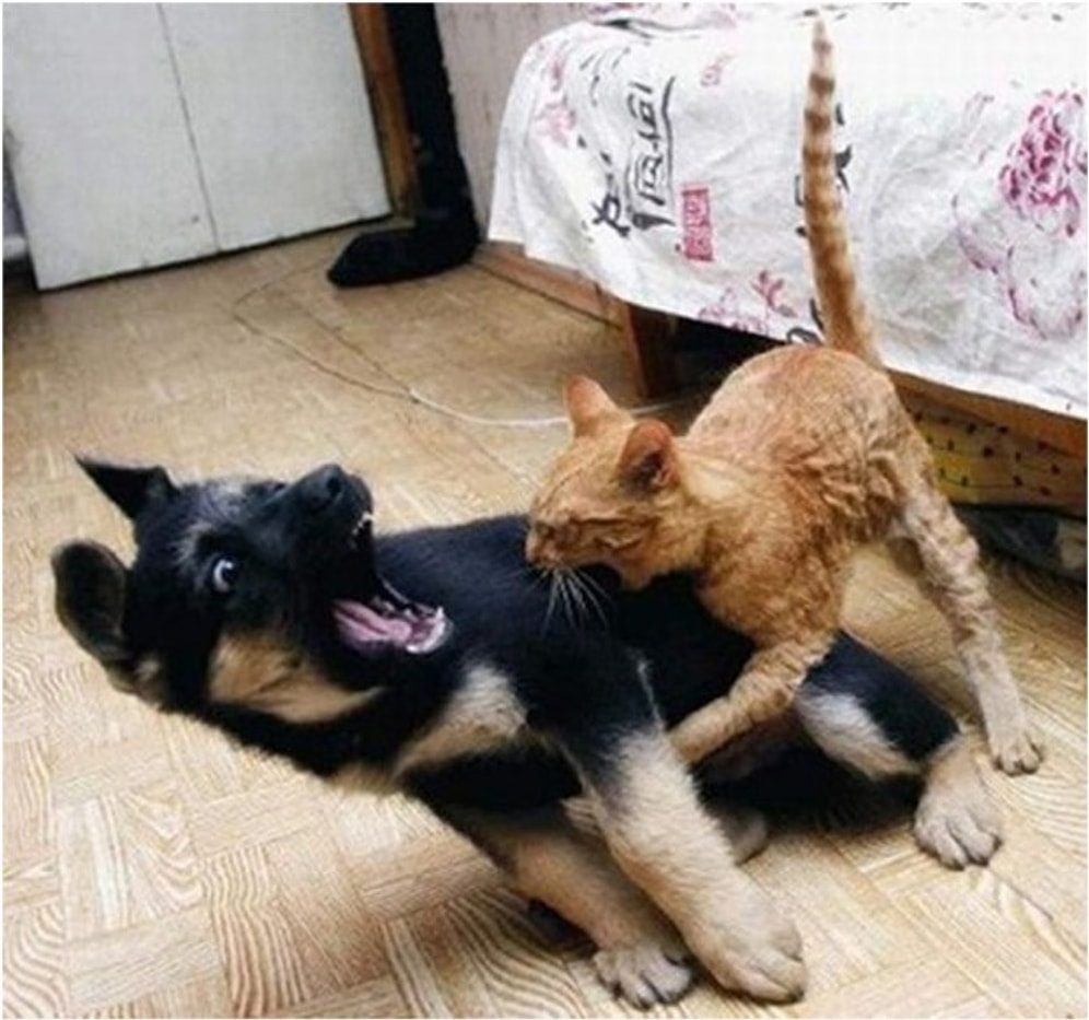 Birbirine Kastı Olan 18 Kedi Ve Köpek