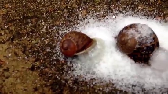 Salyangoza Tuz Dökülürse Ne Olur ?