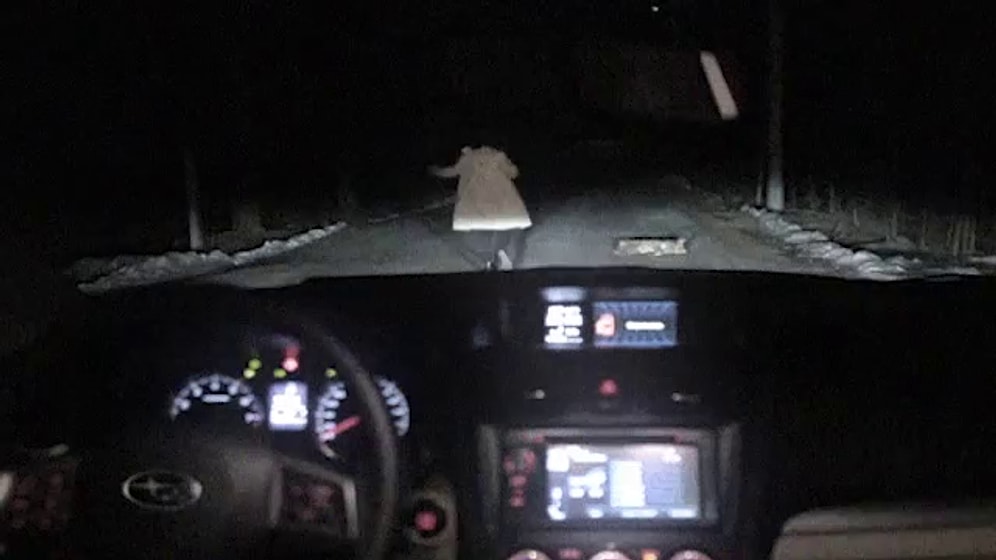 Köpeğin Kadın Şoförü Oyuna Getirmesi