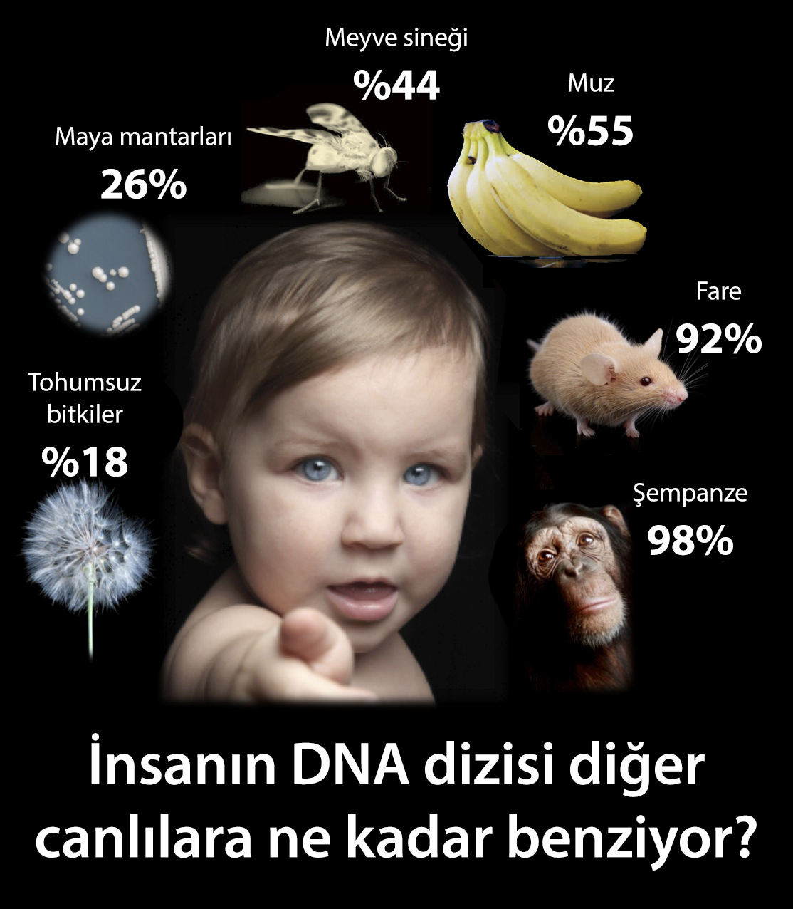 Mutasyona uğramış canlılar genetigi degişmiş canlılar Mutasyona uğramış canlılar genetigi degişmiş canlılar