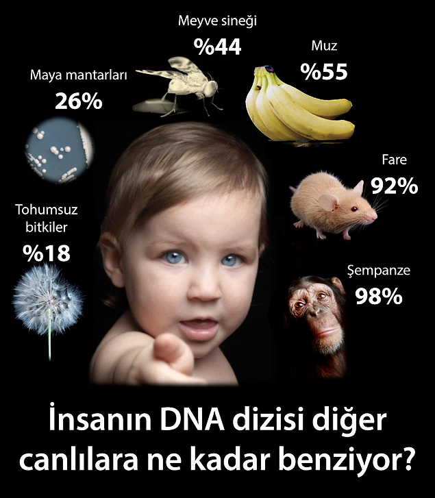 İnsan DNA dizisiyle muzun DNA dizisi %55 oranında benzemektedir.