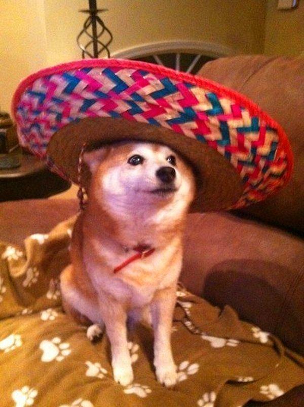4. Kendini Meksikalı sanan köpek.