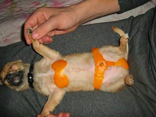 13. Portakal kabuğu bikinili köpek.