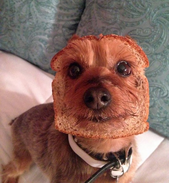 Gününüzü Anında Güzelleştirecek Dünya Tatlısı 30 Köpek