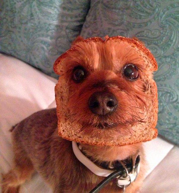 15. Tost ekmeğine köpek.