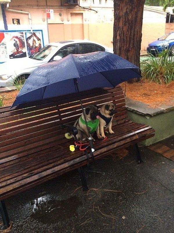 16. Yağmurda oturup sahiplerini bekleyen köpekler.