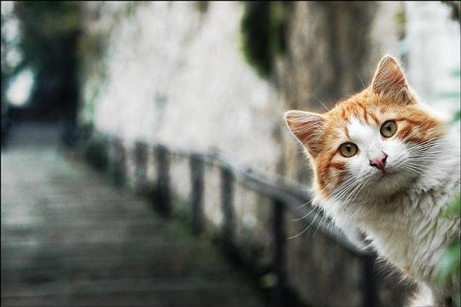 Dünyanın En Güzel Kedileri Bu Şehirde Yaşıyor Dedirtecek 20 İstanbul Kedisi