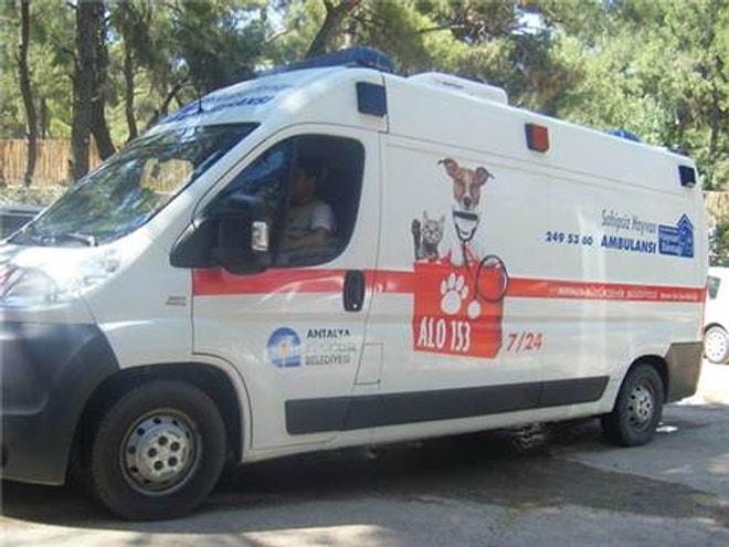 'Alo 153 Hayvan Ambulansı'
