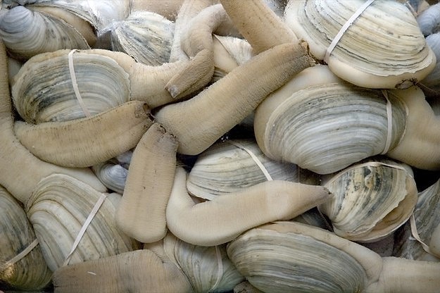 Geoduck
