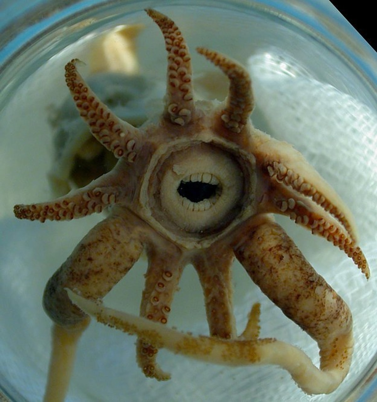 Кальмар похожие. Зубастый кальмар promachoteuthis sulcus. Челюсти головоногих моллюсков.