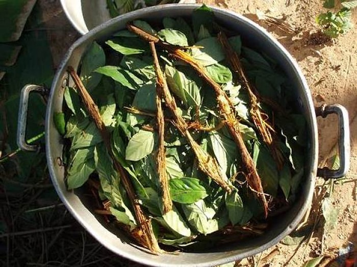 Ayahuasca Çayının Sırrı