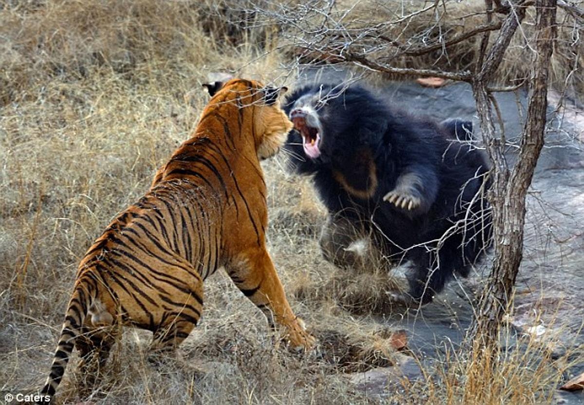 Медведь Гризли против тигра. Тигр против. Белый медведь против тигра. Animal 2018