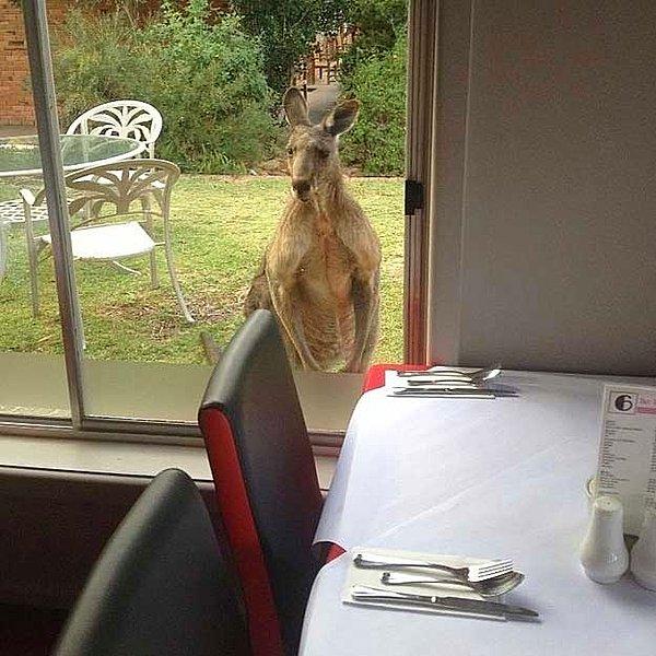 3. Akşam yemeği için rezervasyon yaptırmayı unutan bu kanguru