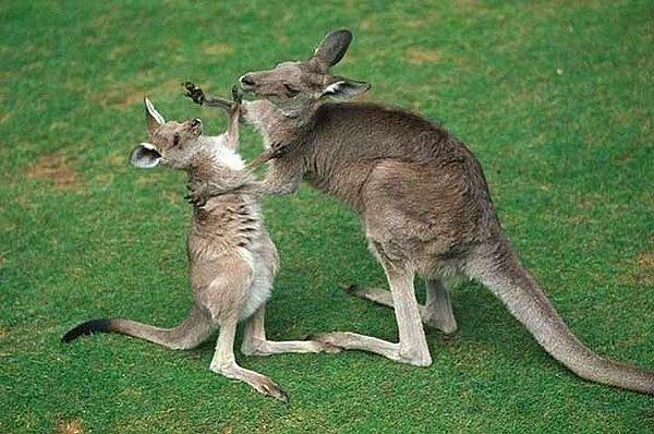 5. Annesinden dayak yiyen bu kanguru