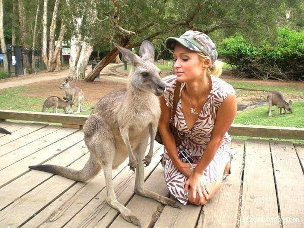 7. Paris Hilton tarafından "photoboom" yapılan bu kanguru
